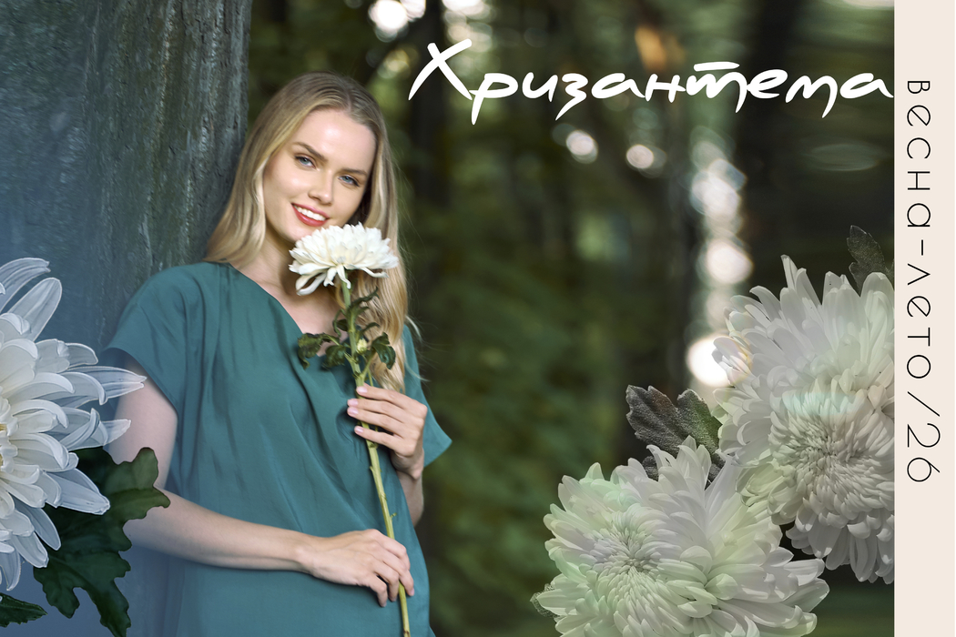 Хризантема